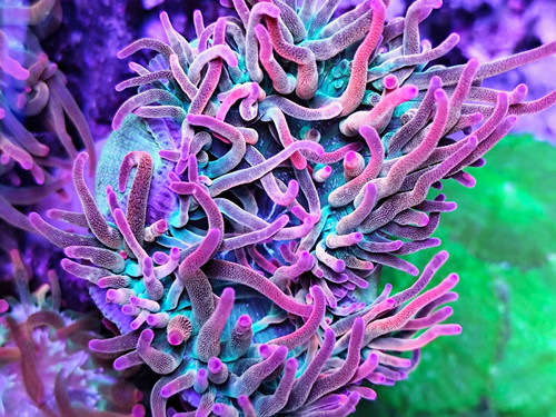 Koralle meerwasser aquarium - koralle,