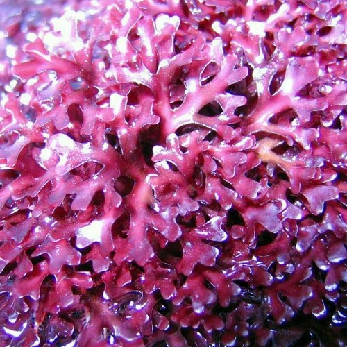 Halymenia rotalge meerwasser - halymenia,