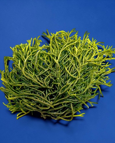 Meerwasser codium fragile - meerwasser,