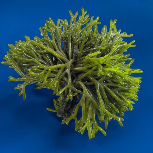 Meerwasser codium - meerwasser,