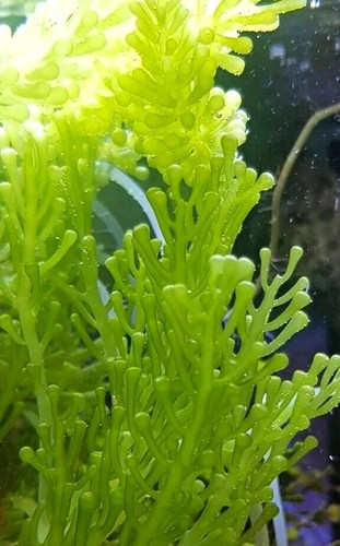Caulerpa racemosa hybrid