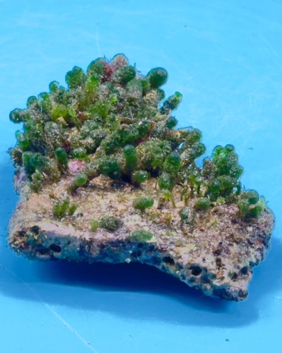 Keulenalge dasycladus - dasycladus, –