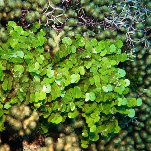 Halimeda opuntia meerwasser - halimeda,