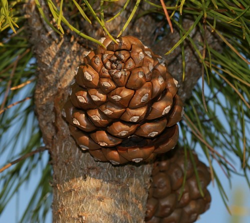 Pinie pinus pinea pflanze - pinie,