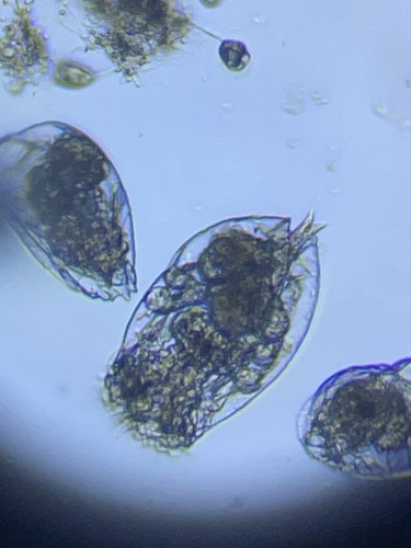 Zooplankton